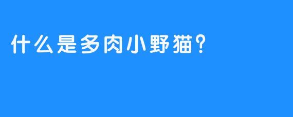 什么是多肉小野猫？