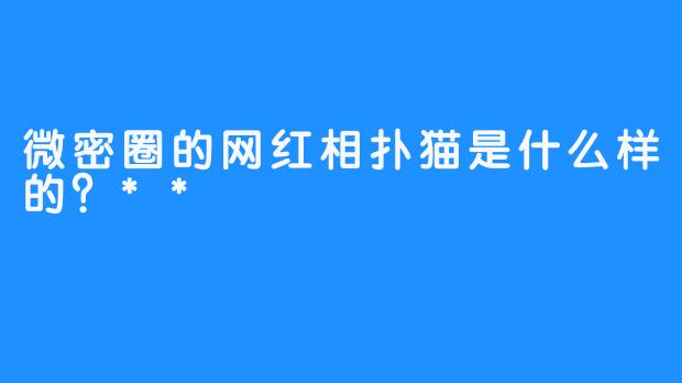 微密圈的网红相扑猫是什么样的？**